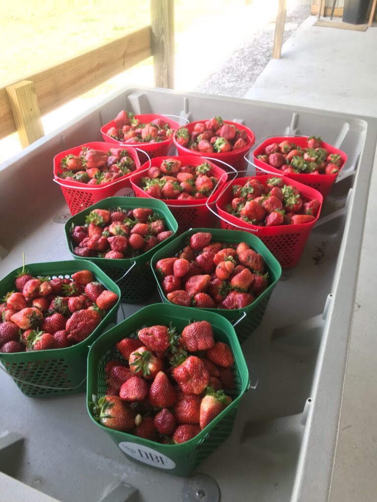 strawberries galore this spring! 