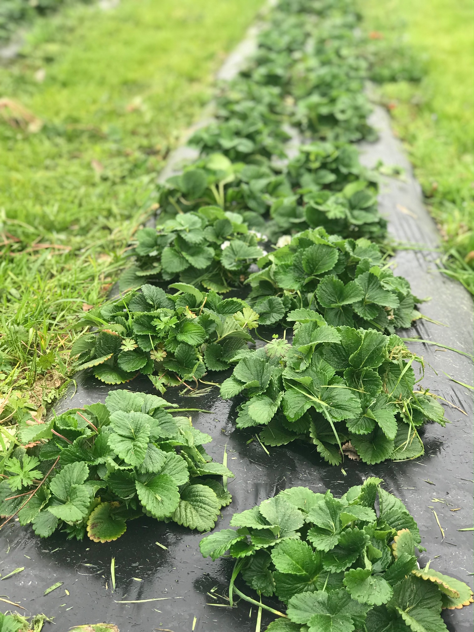 Shop  Rolling Branch Farms