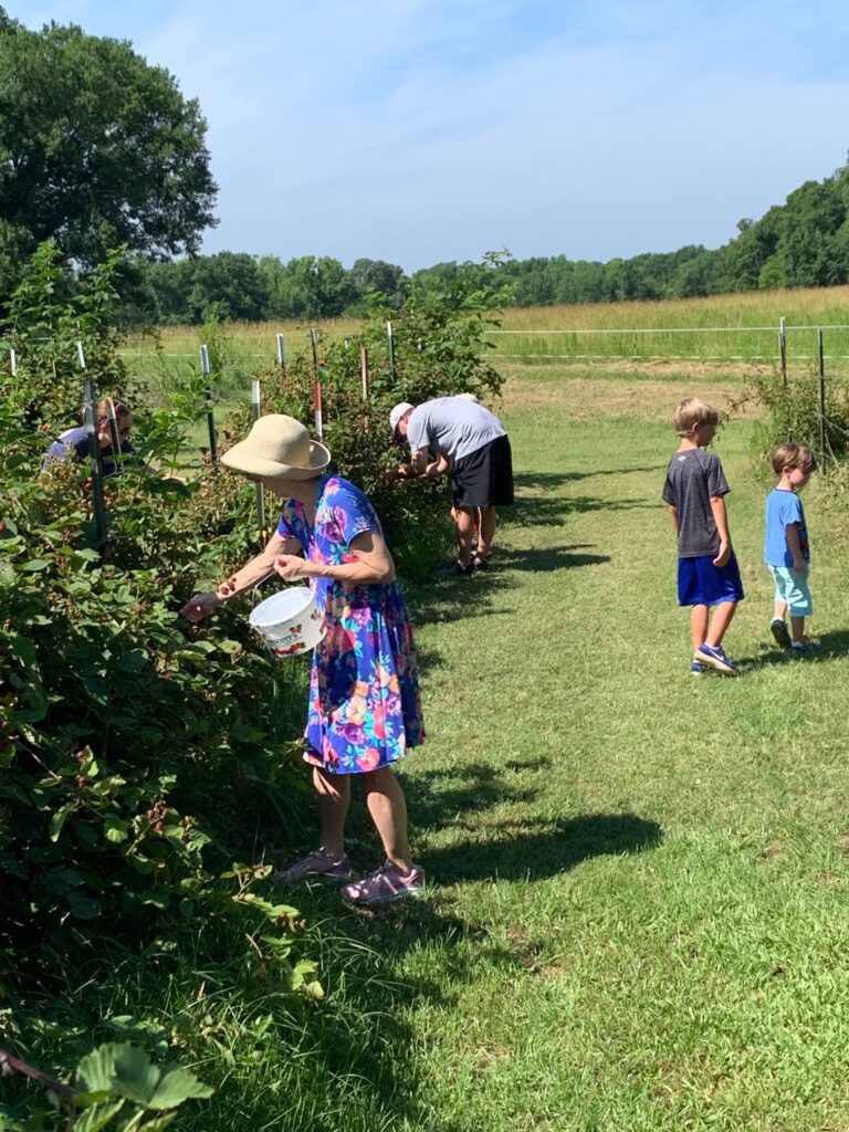 Pickers getting gallons of blackberries! 