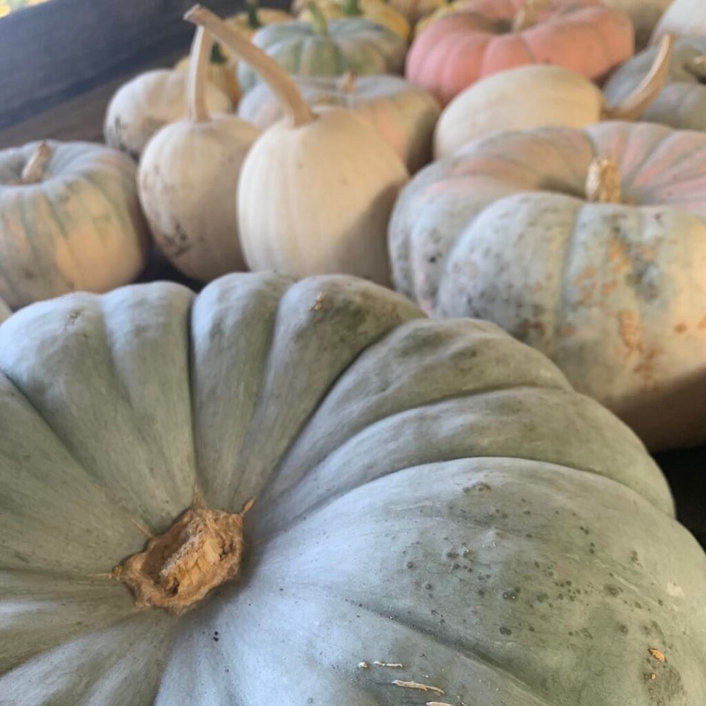 heirloom pumpkins